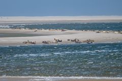 Seehunde vor Texel