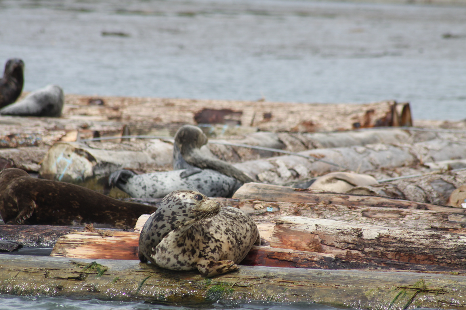 Seehunde vor Vancouver