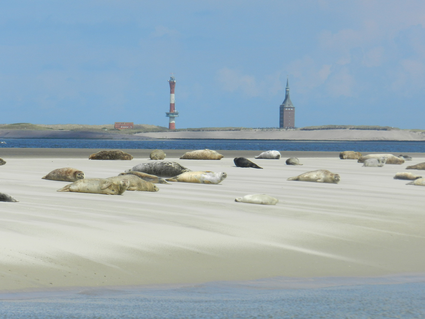 Seehunde vor Wangerooge