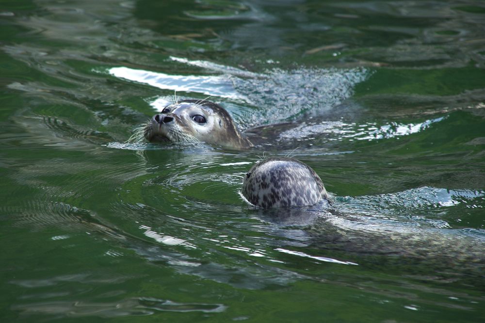 Seehunde (Zoo Neuwied)