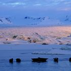 Seehundekolonie im ersten Morgenlicht an der Gletscherlagune / Impression Workshop Island Winter 09