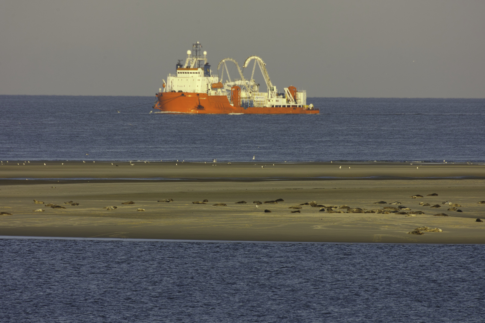 Seehundsandbank vor Borkum