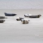 Seehundsbänke vor Amrum