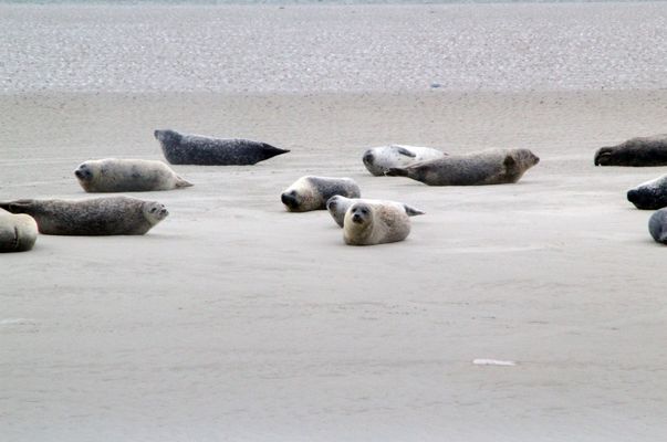 Seehundsbänke vor Amrum