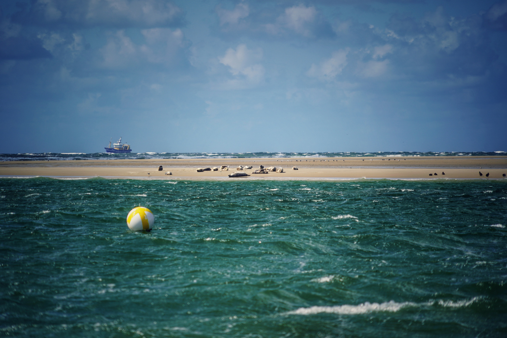 Seehundsbank auf Borkum 