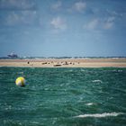 Seehundsbank auf Borkum 