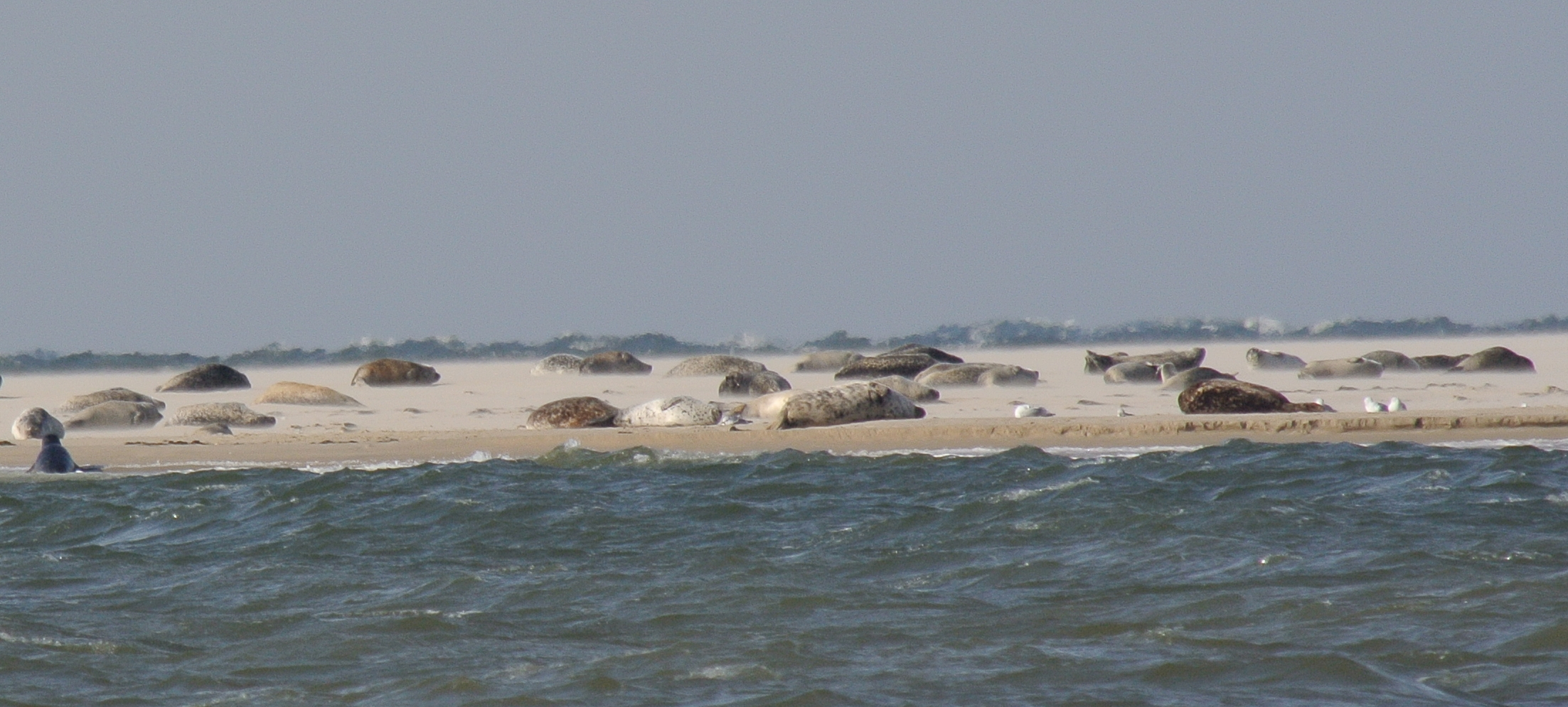 Seehundsbank auf Borkum-mit Seehunden und Kegelrobben-3.10.13