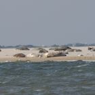 Seehundsbank auf Borkum-mit Seehunden und Kegelrobben-3.10.13