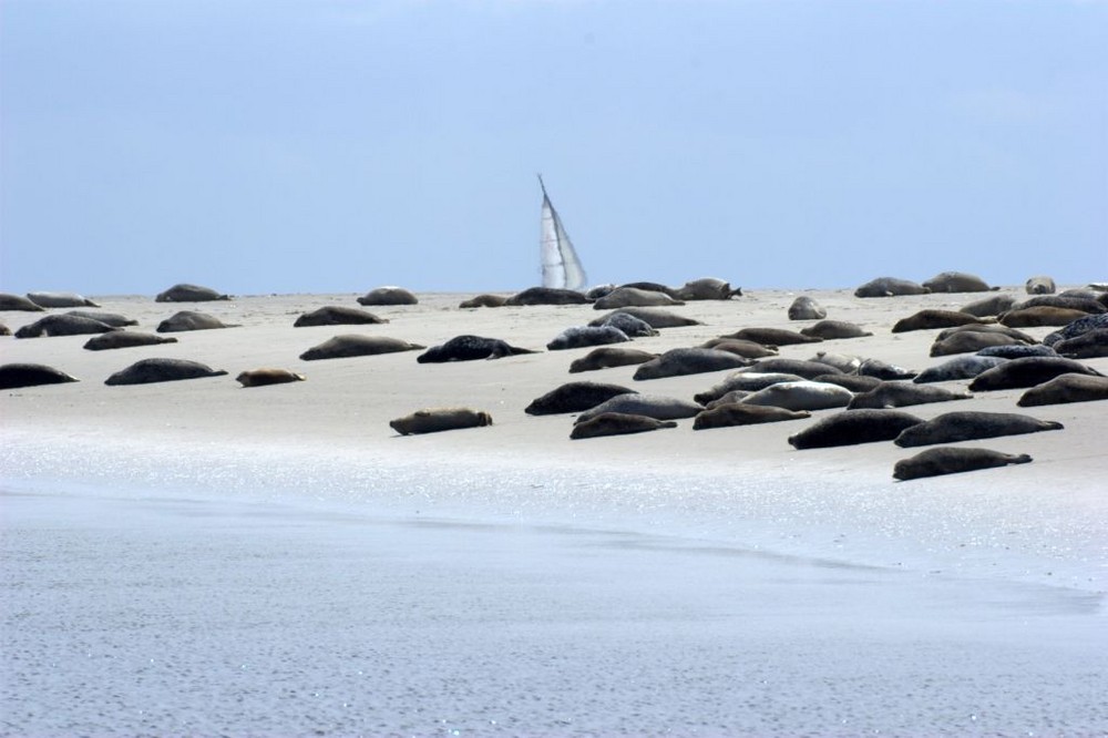 Seehundsbank Borkum