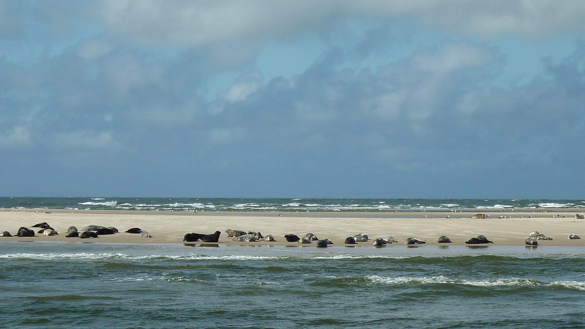 Seehundsbank vor Amrum Foto-01