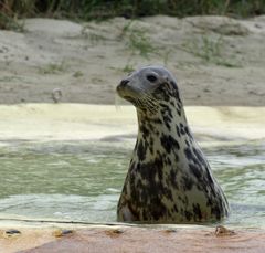 Seehundstation-Friedrichskoog IV