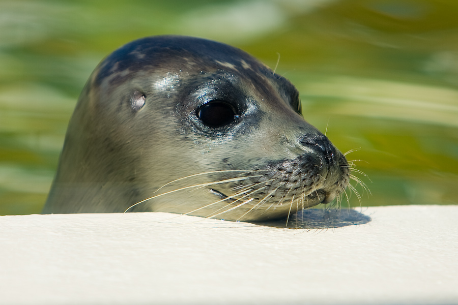 Seehundstation Norddeich