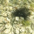 Seeigel