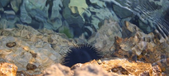 Seeigel