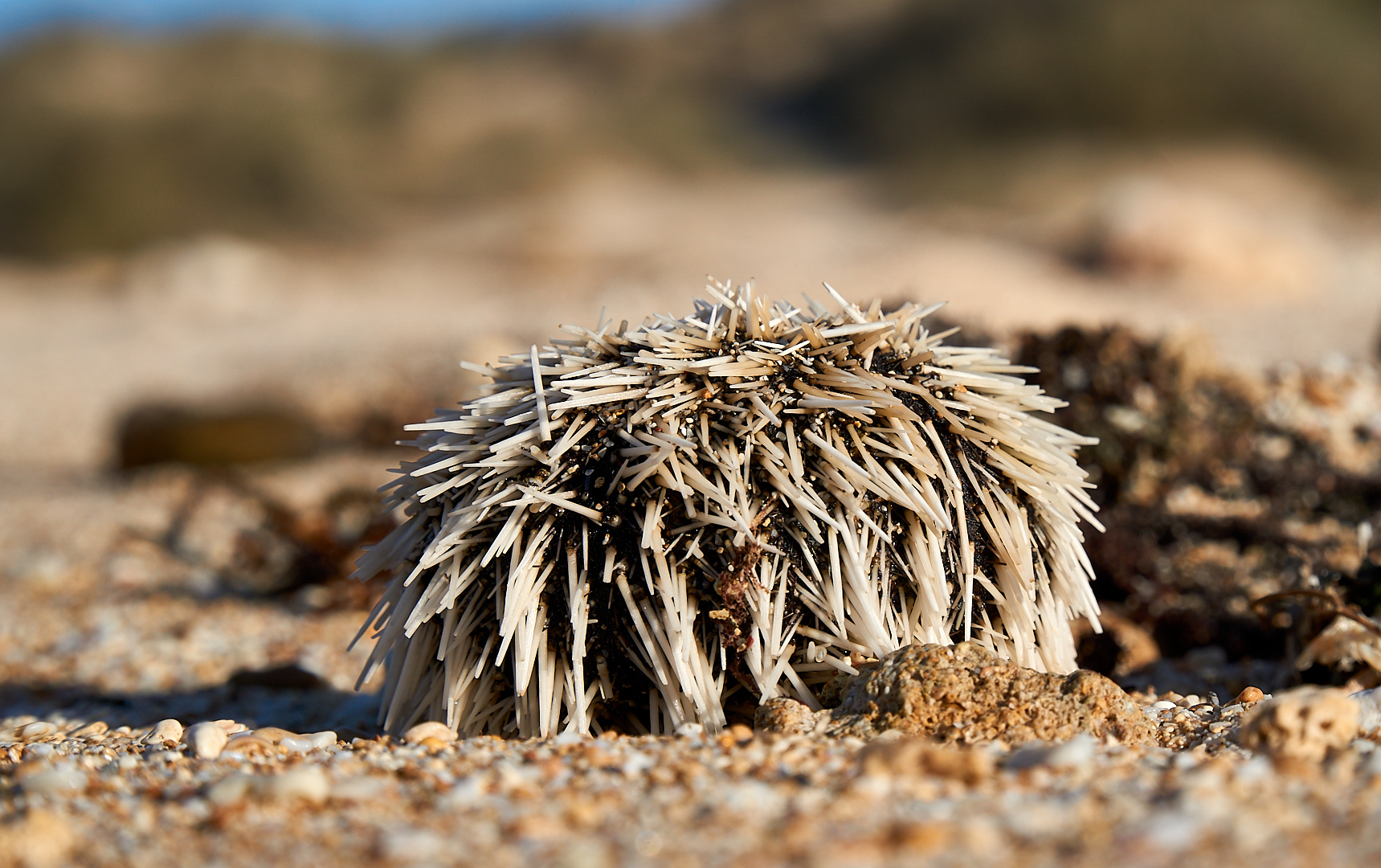 Seeigel am Strand