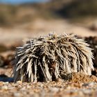 Seeigel am Strand