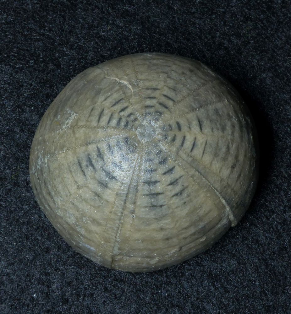 Seeigel aus der Kreidezeit - Camerogalerus cylindricus