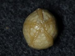 Seeigel aus der Kreidezeit - Echinocorys vulgaris humilis