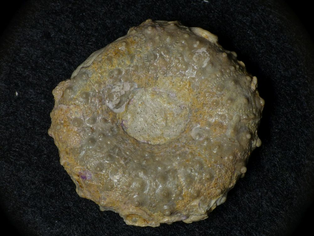 Seeigel aus der Kreidezeit - Phymosoma ornatissimum