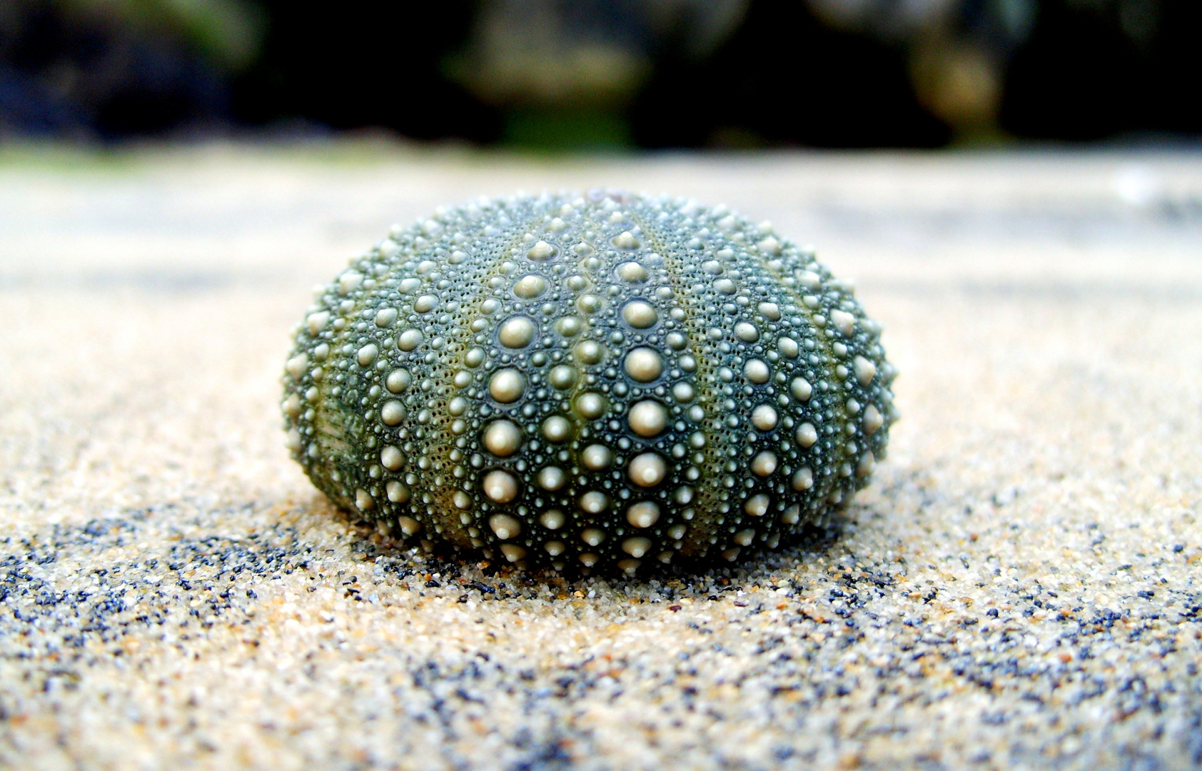 Seeigel (Echinoidea), NZ