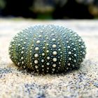 Seeigel (Echinoidea), NZ