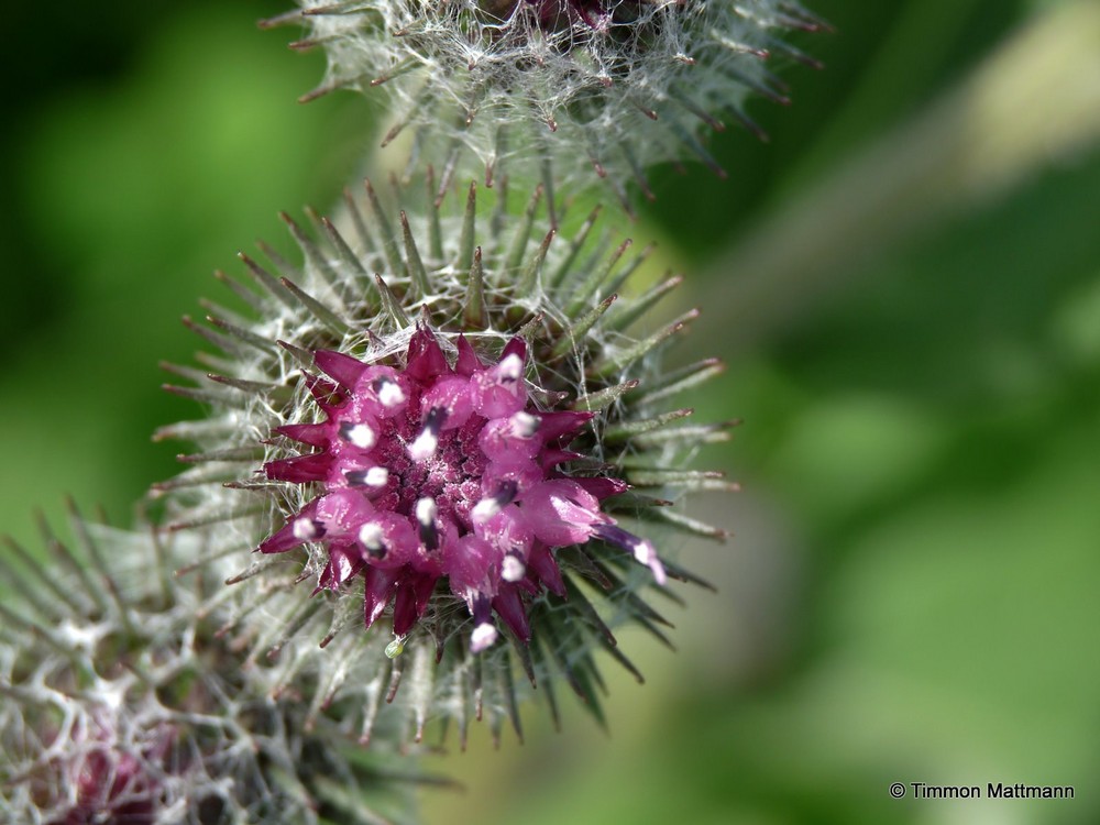 seeigel im garten