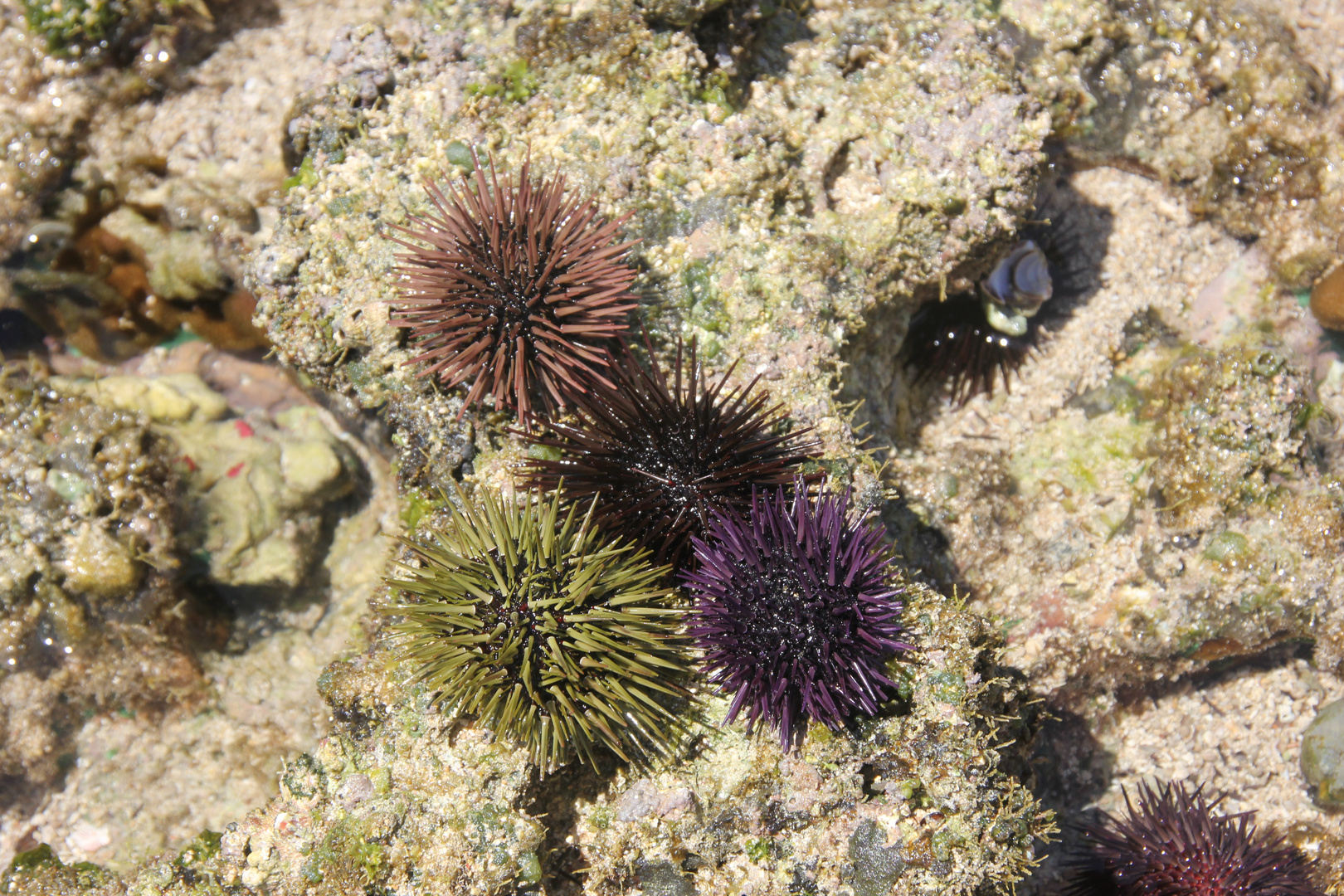 Seeigel im indischen Ozean