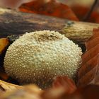 Seeigel im Wald?  Ein Flaschenstäubling