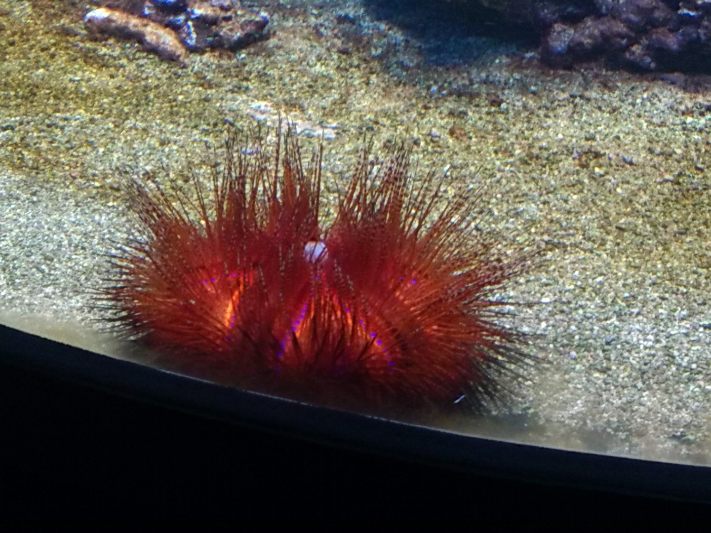 seeigel in hagenbecksaquarium