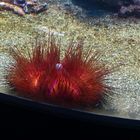 seeigel in hagenbecksaquarium