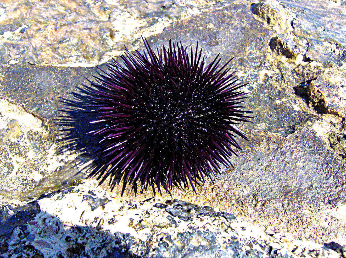 Seeigel in Portals Nous auf Mallorca Foto & Bild | tiere, wildlife, natur Bilder auf fotocommunity