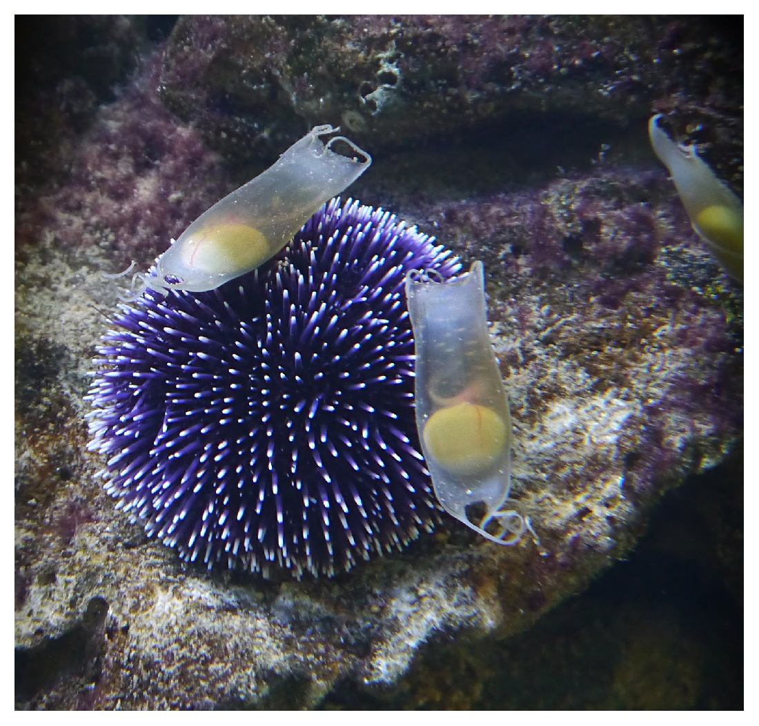 Seeigel mit Eier vom Katzenhai