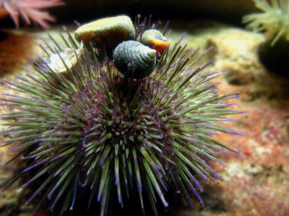 Seeigel mit Schnecken