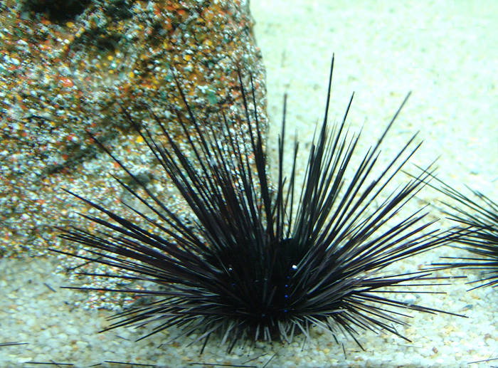 Seeigel - Sea Urchin