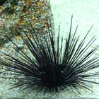 Seeigel - Sea Urchin