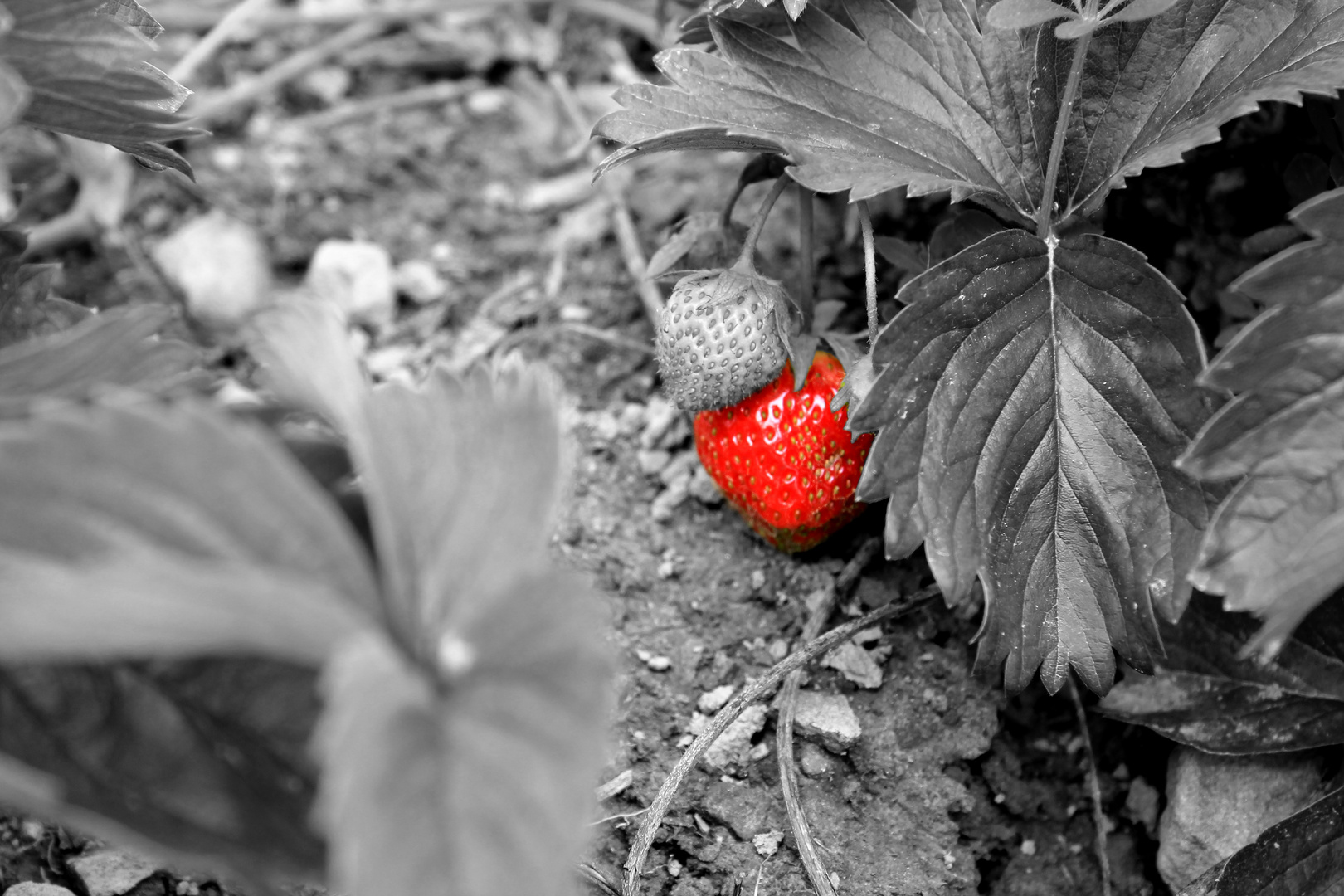 seeking strawberries