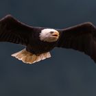 Seekopfadler im Flug