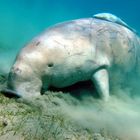 Seekuh (Dugong)