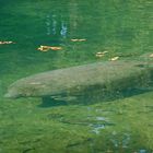 Seekuh - Manatee  [Sirenia (Trichechus manatus)]