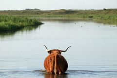 Seekuh von Texel