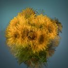 Seele der Sonnenblume