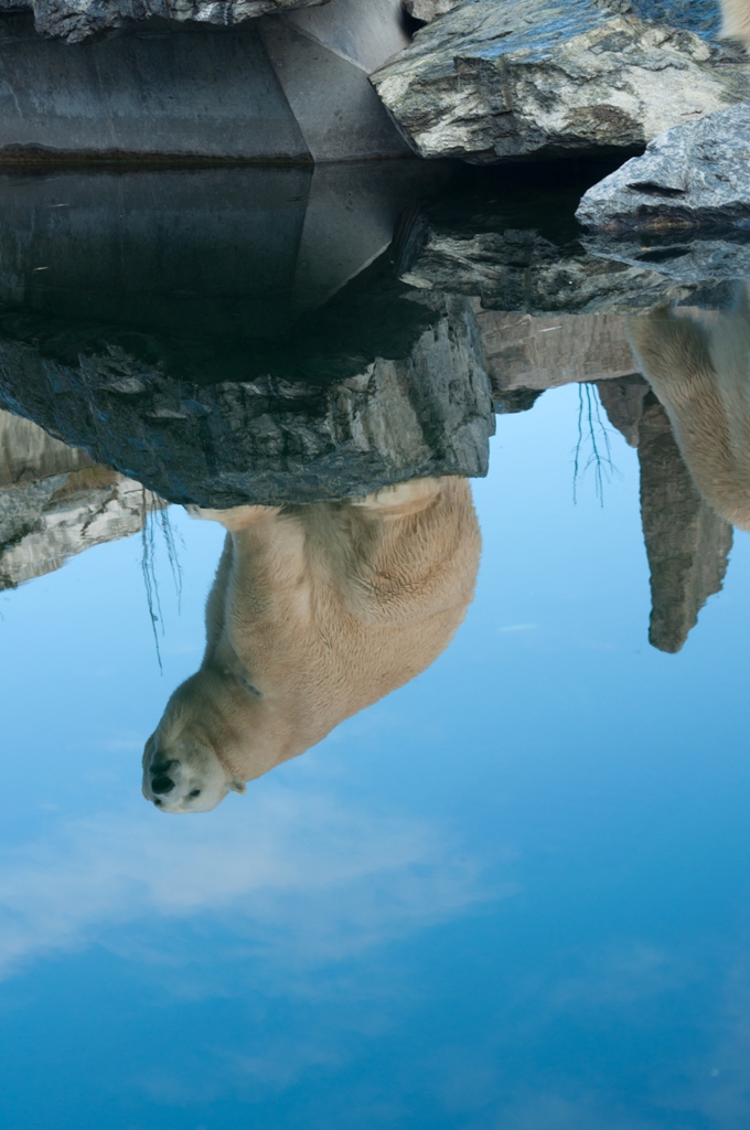 Seelenbild eines Eisbären