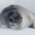 Seeleopard auf der antarktischen Halbinsel