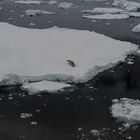 Seeleopard auf einer Eisschlle  DSC_0602