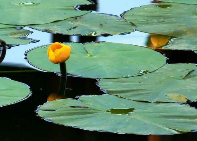 Seelilien Foto & Bild | jahreszeiten, natur Bilder auf fotocommunity