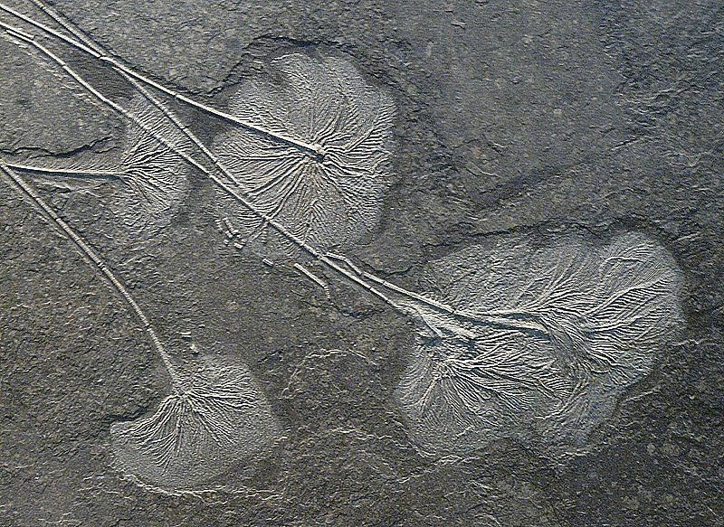 Seelilien - Detail