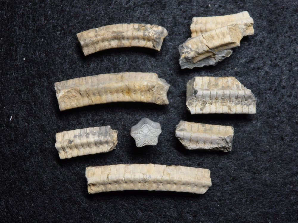 Seelilienstielglieder aus der Jurazeit - Isocrinus tuberculatus
