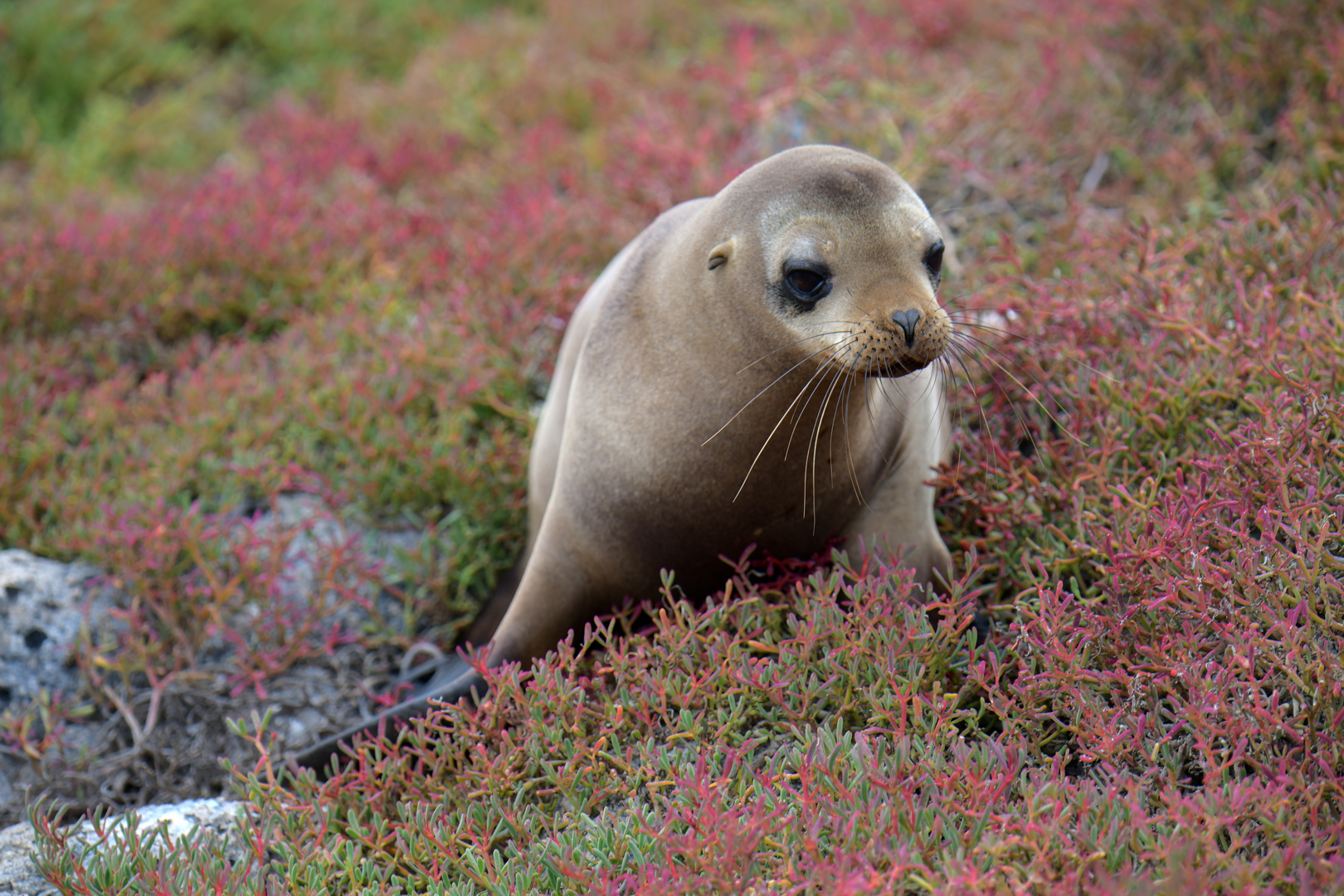 Seelöwe 1 in Korallensträuchern