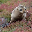 Seelöwe 1 in Korallensträuchern