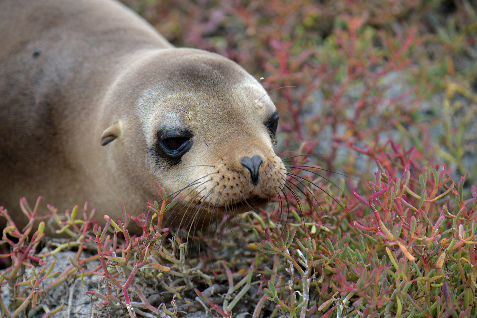 Seelöwe 2 in Korallensträuchern